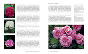 Faszination Englische Rosen - Abbildung 2