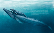 Der Blauwal - Abbildung 1