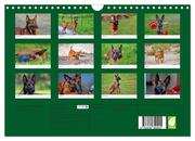 Malinois - Wahnsinn auf vier Pfoten (Wandkalender 2025 DIN A4 quer), CALVENDO Monatskalender - Abbildung 1