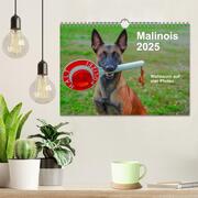 Malinois - Wahnsinn auf vier Pfoten (Wandkalender 2025 DIN A4 quer), CALVENDO Monatskalender - Abbildung 2