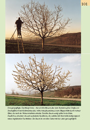 Obstbäume schneiden verblüffend einfach mit Helmut Palmer - Abbildung 8