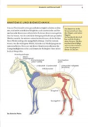 Reiten - anatomisch richtig und pferdegerecht - Abbildung 4