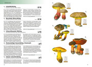 Das Kosmos-Handbuch Pilze - Abbildung 3