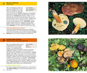 Essbare Pilze & ihre giftigen Doppelgänger - Abbildung 2