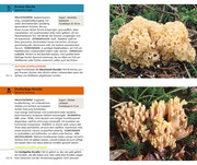 Essbare Pilze & ihre giftigen Doppelgänger - Abbildung 4