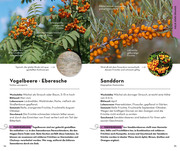 BASIC Früchte und Wildkräuter - Illustrationen 4
