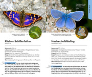 Basic Schmetterlinge - Abbildung 3