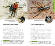 Basic Spinnen - Abbildung 2