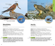 Basic Greifvögel und Eulen - Illustrationen 4