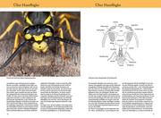 Bienen, Wespen, Ameisen - Abbildung 1