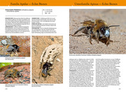 Bienen, Wespen, Ameisen - Abbildung 4