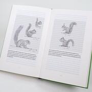Das Leben der Eichhörnchen - Illustrationen 4