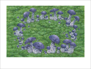 Pilze - Abbildung 2
