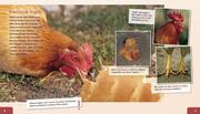 Meine große Tierbibliothek: Das Huhn - Abbildung 2