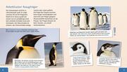 Meine große Tierbibliothek: Der Pinguin - Abbildung 2
