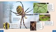 Meine große Tierbibliothek: Die Spinne - Abbildung 1