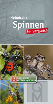 Heimische Spinnen - Cover