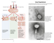 Bakteriophagen - Illustrationen 1