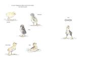 Chick - Abbildung 2