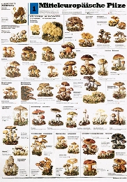 Mitteleuropäische Pilze 1
