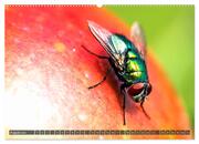 INSEKTEN - Makrofotografie in freier Natur (hochwertiger Premium Wandkalender 2024 DIN A2 quer), Kunstdruck in Hochglanz - Abbildung 9