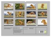 Chesley Kleiner Hund grosse Abenteuer (hochwertiger Premium Wandkalender 2024 DIN A2 quer), Kunstdruck in Hochglanz - Abbildung 1