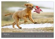 Chesley Kleiner Hund grosse Abenteuer (hochwertiger Premium Wandkalender 2024 DIN A2 quer), Kunstdruck in Hochglanz - Abbildung 2