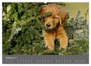 Chesley Kleiner Hund grosse Abenteuer (hochwertiger Premium Wandkalender 2024 DIN A2 quer), Kunstdruck in Hochglanz - Abbildung 3