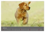 Chesley Kleiner Hund grosse Abenteuer (hochwertiger Premium Wandkalender 2024 DIN A2 quer), Kunstdruck in Hochglanz - Abbildung 5