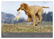 Chesley Kleiner Hund grosse Abenteuer (hochwertiger Premium Wandkalender 2024 DIN A2 quer), Kunstdruck in Hochglanz - Abbildung 6