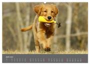 Chesley Kleiner Hund grosse Abenteuer (hochwertiger Premium Wandkalender 2024 DIN A2 quer), Kunstdruck in Hochglanz - Abbildung 7