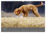 Chesley Kleiner Hund grosse Abenteuer (hochwertiger Premium Wandkalender 2024 DIN A2 quer), Kunstdruck in Hochglanz - Abbildung 8