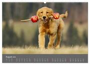 Chesley Kleiner Hund grosse Abenteuer (hochwertiger Premium Wandkalender 2024 DIN A2 quer), Kunstdruck in Hochglanz - Abbildung 9