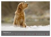 Chesley Kleiner Hund grosse Abenteuer (hochwertiger Premium Wandkalender 2024 DIN A2 quer), Kunstdruck in Hochglanz - Abbildung 10