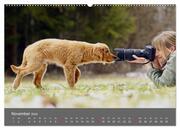 Chesley Kleiner Hund grosse Abenteuer (hochwertiger Premium Wandkalender 2024 DIN A2 quer), Kunstdruck in Hochglanz - Abbildung 12