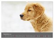 Chesley Kleiner Hund grosse Abenteuer (hochwertiger Premium Wandkalender 2024 DIN A2 quer), Kunstdruck in Hochglanz - Abbildung 13