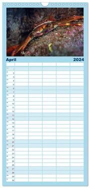 Familienplaner 2024 - Madeira, eine Tauchreise mit 5 Spalten (Wandkalender, 21 x 45 cm) CALVENDO - Abbildung 5