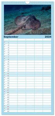 Familienplaner 2024 - Madeira, eine Tauchreise mit 5 Spalten (Wandkalender, 21 x 45 cm) CALVENDO - Abbildung 10