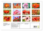 Mohnblumen. Leuchtender Liebreiz auf Wiesen und in Gärten (hochwertiger Premium Wandkalender 2024 DIN A2 quer), Kunstdruck in Hochglanz - Abbildung 1