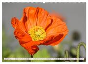 Mohnblumen. Leuchtender Liebreiz auf Wiesen und in Gärten (hochwertiger Premium Wandkalender 2024 DIN A2 quer), Kunstdruck in Hochglanz - Abbildung 2