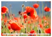 Mohnblumen. Leuchtender Liebreiz auf Wiesen und in Gärten (hochwertiger Premium Wandkalender 2024 DIN A2 quer), Kunstdruck in Hochglanz - Abbildung 3