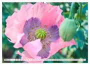 Mohnblumen. Leuchtender Liebreiz auf Wiesen und in Gärten (hochwertiger Premium Wandkalender 2024 DIN A2 quer), Kunstdruck in Hochglanz - Abbildung 4