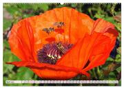 Mohnblumen. Leuchtender Liebreiz auf Wiesen und in Gärten (hochwertiger Premium Wandkalender 2024 DIN A2 quer), Kunstdruck in Hochglanz - Abbildung 5