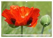 Mohnblumen. Leuchtender Liebreiz auf Wiesen und in Gärten (hochwertiger Premium Wandkalender 2024 DIN A2 quer), Kunstdruck in Hochglanz - Abbildung 6