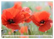 Mohnblumen. Leuchtender Liebreiz auf Wiesen und in Gärten (hochwertiger Premium Wandkalender 2024 DIN A2 quer), Kunstdruck in Hochglanz - Abbildung 8