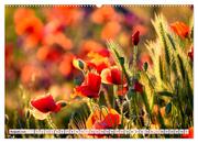 Mohnblumen. Leuchtender Liebreiz auf Wiesen und in Gärten (hochwertiger Premium Wandkalender 2024 DIN A2 quer), Kunstdruck in Hochglanz - Abbildung 9