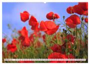 Mohnblumen. Leuchtender Liebreiz auf Wiesen und in Gärten (hochwertiger Premium Wandkalender 2024 DIN A2 quer), Kunstdruck in Hochglanz - Abbildung 11