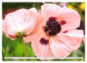Mohnblumen. Leuchtender Liebreiz auf Wiesen und in Gärten (hochwertiger Premium Wandkalender 2024 DIN A2 quer), Kunstdruck in Hochglanz - Abbildung 12