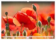 Mohnblumen. Leuchtender Liebreiz auf Wiesen und in Gärten (hochwertiger Premium Wandkalender 2024 DIN A2 quer), Kunstdruck in Hochglanz - Abbildung 13
