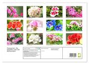 Pelargonien. Die Klassiker unter den Blühwundern (hochwertiger Premium Wandkalender 2024 DIN A2 quer), Kunstdruck in Hochglanz - Abbildung 1
